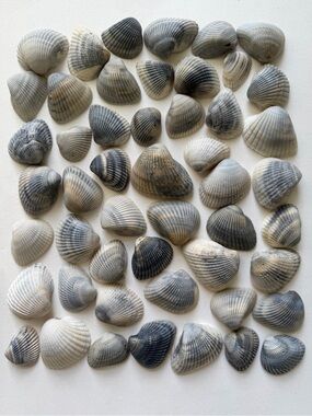 Seashells 50 Ark Clam Shells 1-1/2” to 2-3/8” Gray Tones Beach Arts Crafts Decor